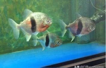 細線銀板魚苗魚皰病的自然療法：細線銀板魚苗魚皰病的自然療法和自然療法和自然療法