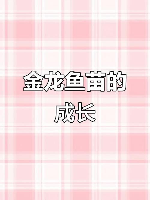 古典金龍魚成長過程圖