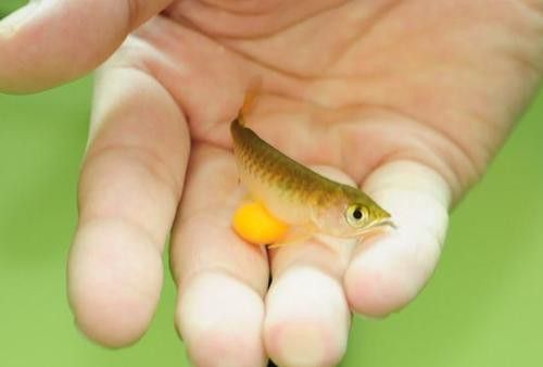 古典金龍魚成長過程圖