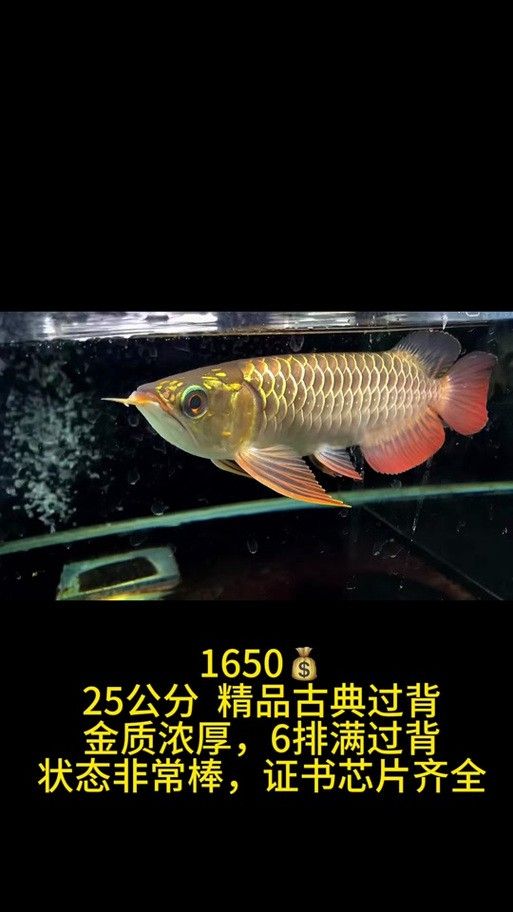 古典金龍魚成長過程圖