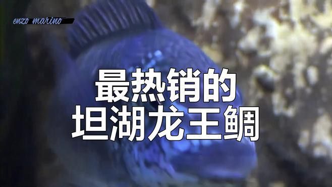 給我推薦一些適合家養的龍王魚品種