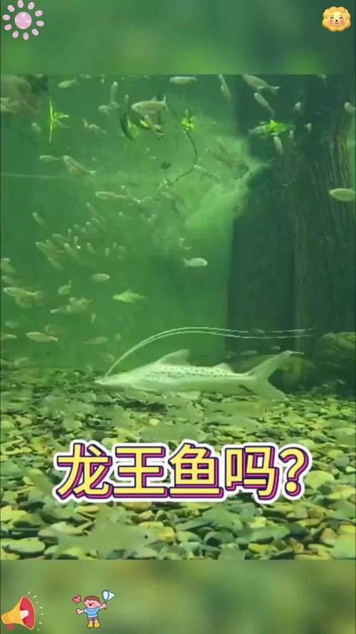 給我推薦一些適合家養的龍王魚品種