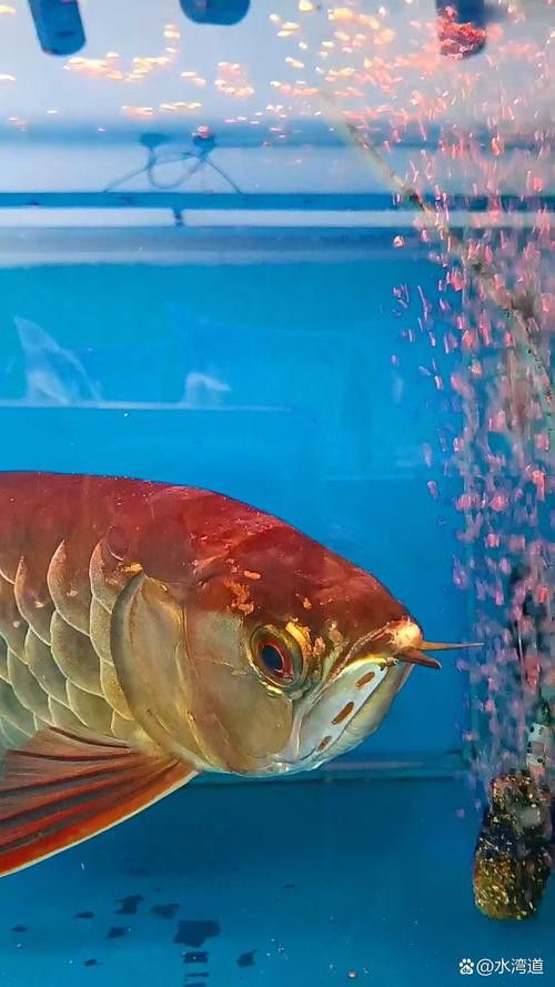 紅龍魚圖片高清壁紙大圖大全
