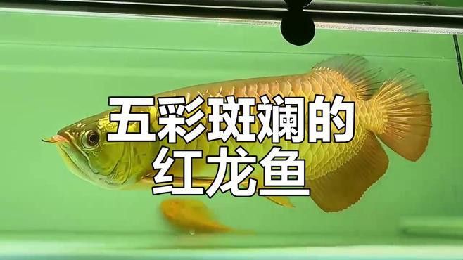 紅龍魚圖片高清壁紙大圖大全