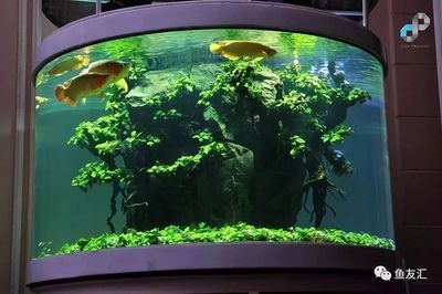 1米魚缸能養金龍魚嗎（1米的魚缸適合養金龍魚嗎？）