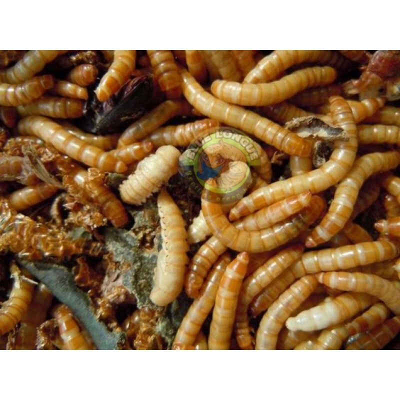 金龍魚吃大麥蟲：金龍魚吃大麥蟲好嗎金龍魚吃大麥蟲好嗎
