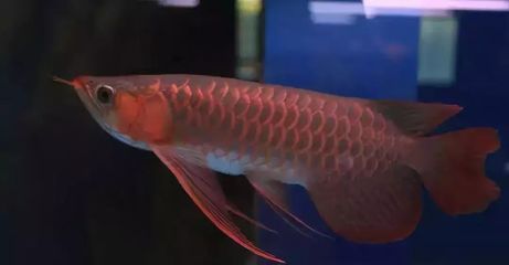龍魚一條為什么會懷孕：為什么一條龍魚會懷孕，我們需要明確一點，龍魚并不是傳統的“懷孕”