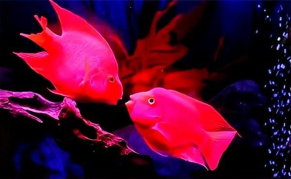 鸚鵡魚龍魚飼養溫度多少合適
