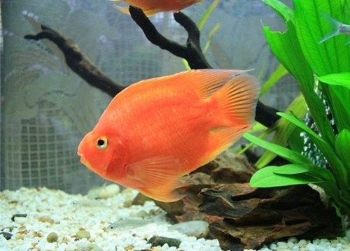 鸚鵡魚龍魚飼養溫度多少合適