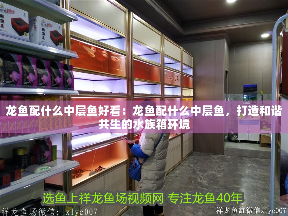 龍魚配什么中層魚好看：龍魚配什么中層魚，打造和諧共生的水族箱環(huán)境 龍魚配什么中層魚好看：龍魚配什么中層魚，打造和諧共生的水族箱環(huán)境 龍魚百科 第1張