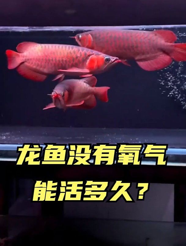 金龍魚打包不加氧氣會死嗎