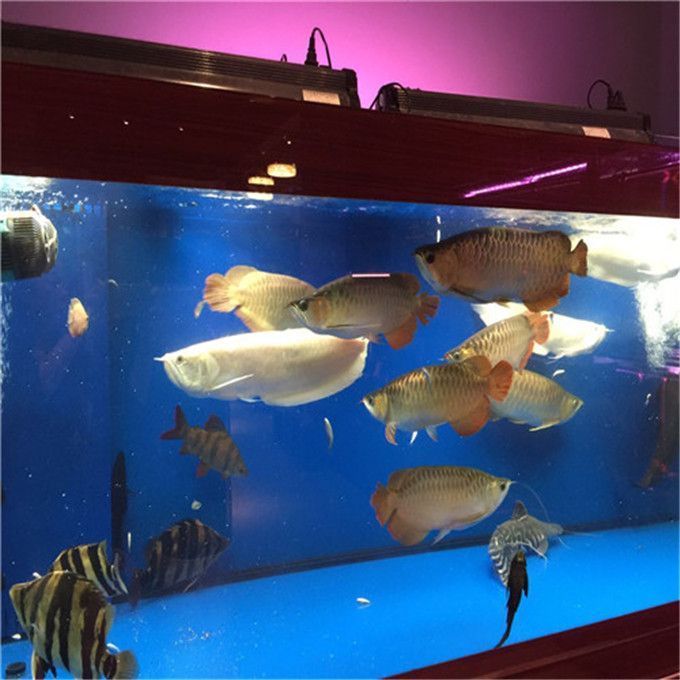龍魚之家水族館，廣州龍魚之家水族館