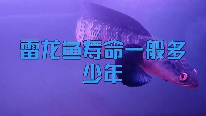 黃金雷龍魚能活多少年