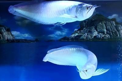 銀龍魚(yú)市場(chǎng)價(jià)格波動(dòng)原因分析：銀龍魚(yú)價(jià)格波動(dòng)與多種因素有關(guān)，