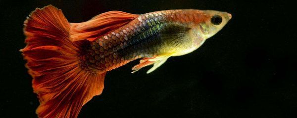 慶大霉素龍魚立鱗（慶大霉素在龍魚立鱗治療中發揮著重要作用，需要注意的是）