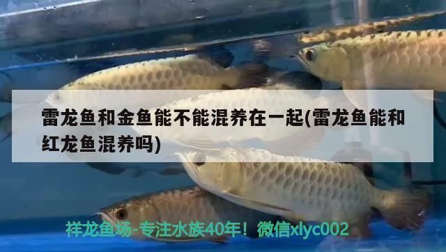 冷水雷龍魚能和什么魚混養(yǎng)一起，冷水雷龍魚混養(yǎng)水溫控制技巧如何避免雷龍魚領地爭斗 冷水雷龍魚能和什么魚混養(yǎng)一起，冷水雷龍魚混養(yǎng)水溫控制技巧如何避免雷龍魚領地爭斗 龍魚百科 第2張