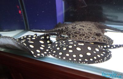 龍魚憋卵什么癥狀【龍魚憋卵什么癥狀和應對措施有助于緩解龍魚憋卵的癥狀】