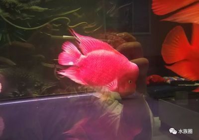 龍魚(yú)憋卵什么癥狀【龍魚(yú)憋卵什么癥狀和應(yīng)對(duì)措施有助于緩解龍魚(yú)憋卵的癥狀】