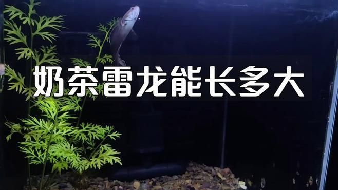 奶茶雷龍養多久才15公分