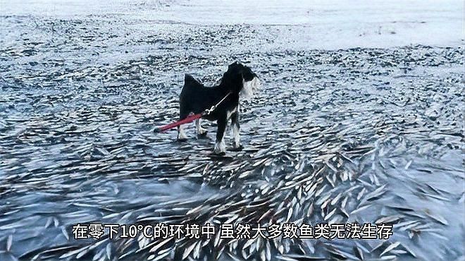 零下10℃能養(yǎng)活的魚