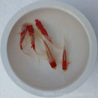 龍魚是否可以將草金當主食（草金不是龍魚的自然食物來源）