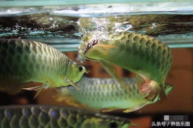龍魚是否可以將草金當主食（草金不是龍魚的自然食物來源）