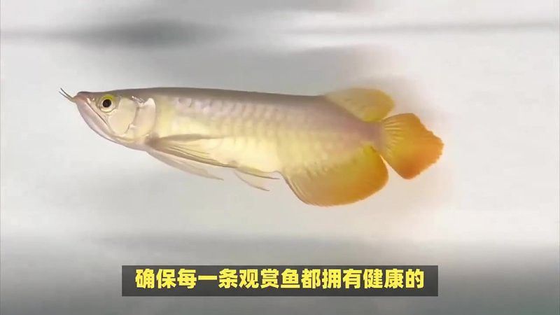 推薦一些信譽良好的紅龍魚養殖場 推薦一些信譽良好的紅龍魚養殖場 龍魚百科 第19張