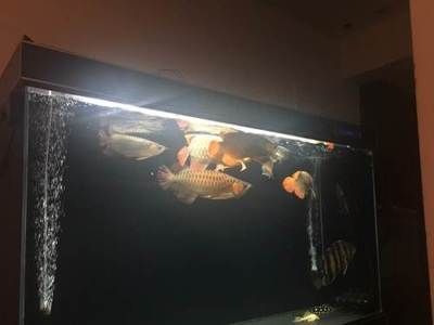 紅龍魚和虎魚混養(yǎng)用什么背景顏色好紅龍魚和虎魚混養(yǎng)用什么背景好：紅龍魚和虎魚混養(yǎng)用什么背景顏色好呢？