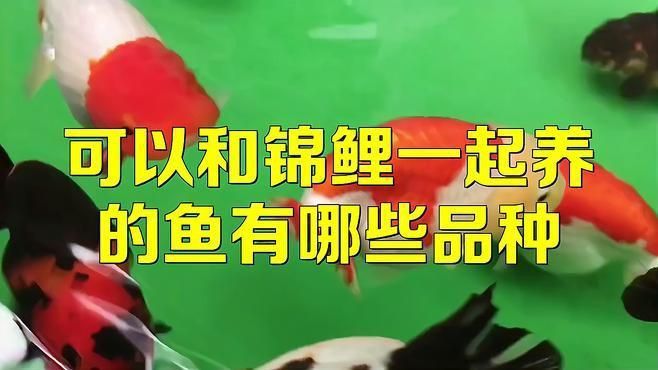 錦鯉和什么魚混養(yǎng)好