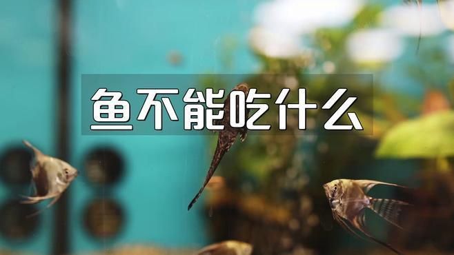 賽級藍底魚最忌三種食物