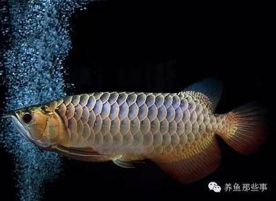 養龍魚需要什么濾材和水：養龍魚需要什么濾材