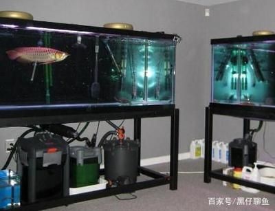 養龍魚需要什么濾材和水：養龍魚需要什么濾材