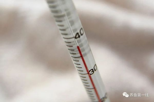 水溫波動對魚苗影響：水溫波動對魚苗生長的具體影響及其背后的生存策略