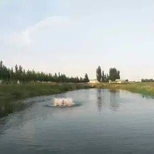 水溫波動對魚苗影響：水溫波動對魚苗生長的具體影響及其背后的生存策略