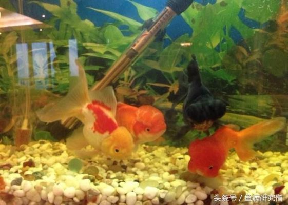 水溫波動對魚苗影響：水溫波動對魚苗生長的具體影響及其背后的生存策略