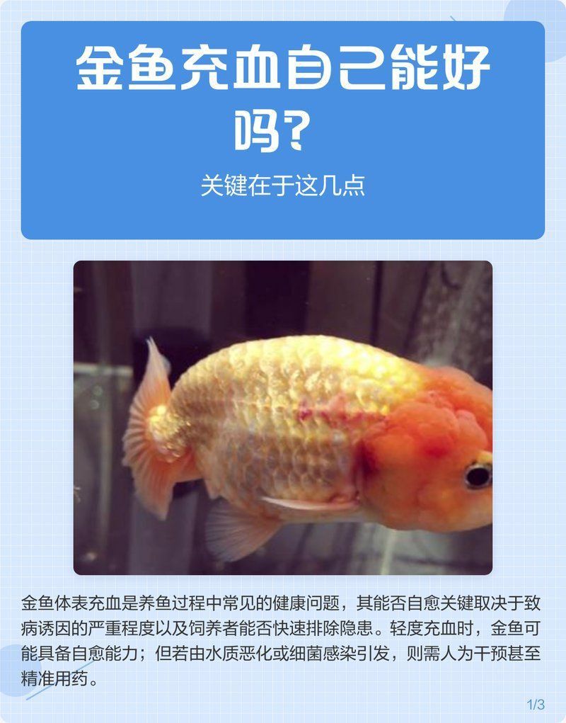 魚鰭發紅充血多久會好？