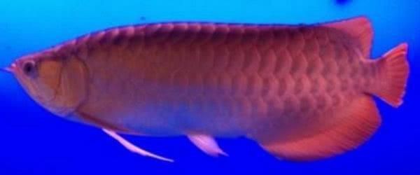 龍魚品級劃分標準是什么樣的（龍魚品品級劃分的主要標準和特點）