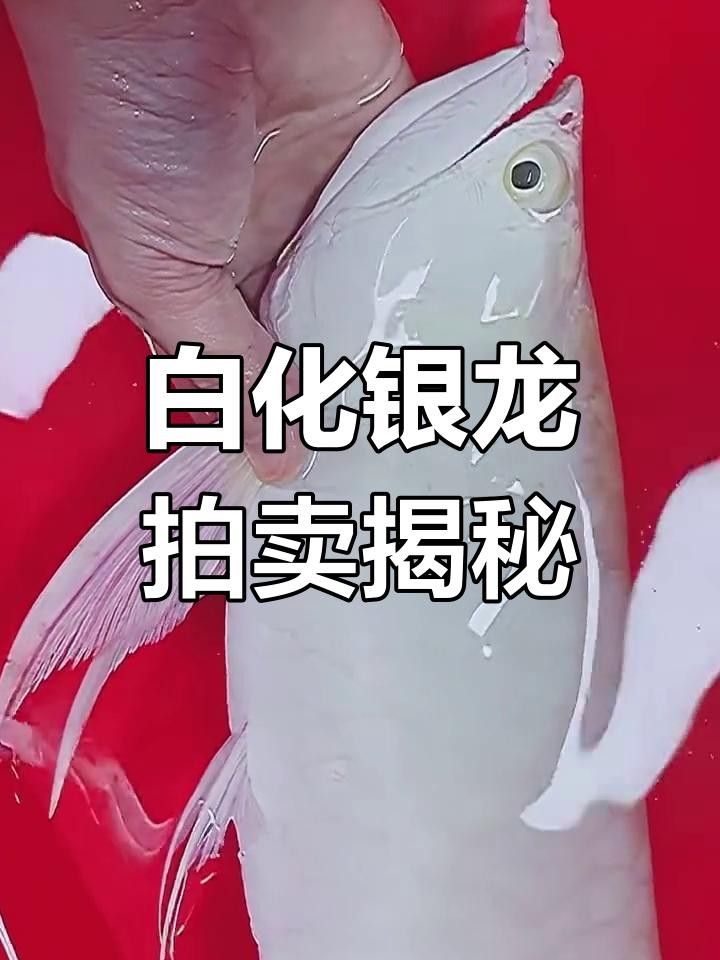 雪龍（白化銀龍）的市場價格如何