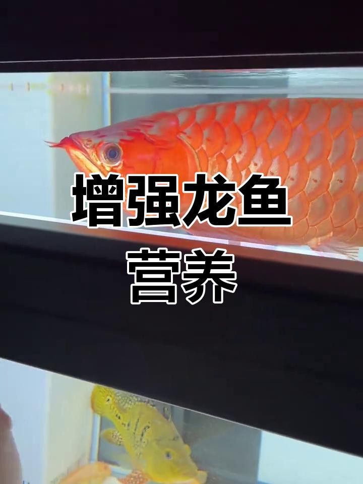 金龍魚受驚后如何安撫？
