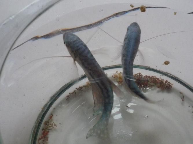 藍龍魚多少錢 龍魚百科 第4張 藍龍魚多少錢 藍龍魚多少錢 龍魚百科 第4張