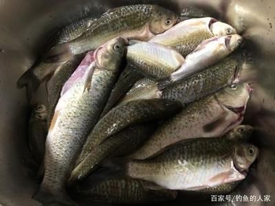 紅魔王銀版魚專用飼料品牌：揭秘紅魔王銀版魚專用飼料的奧秘