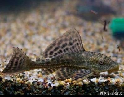 龍魚魚缸多久清洗一次比較好：龍魚魚缸清洗頻率多久一次