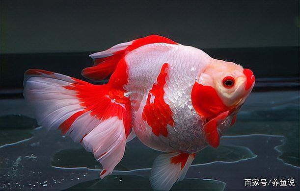 金魚(yú)的品種及圖片名稱