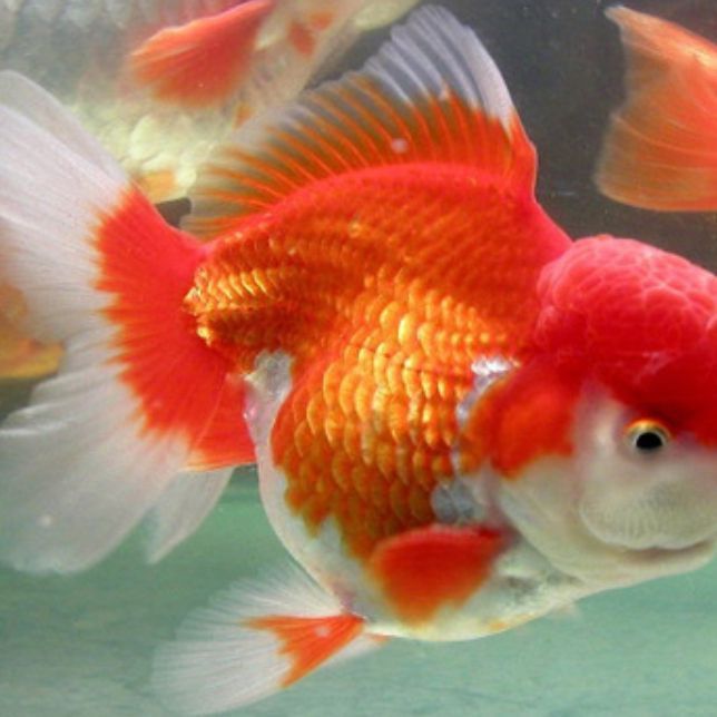 金魚(yú)的品種及圖片名稱