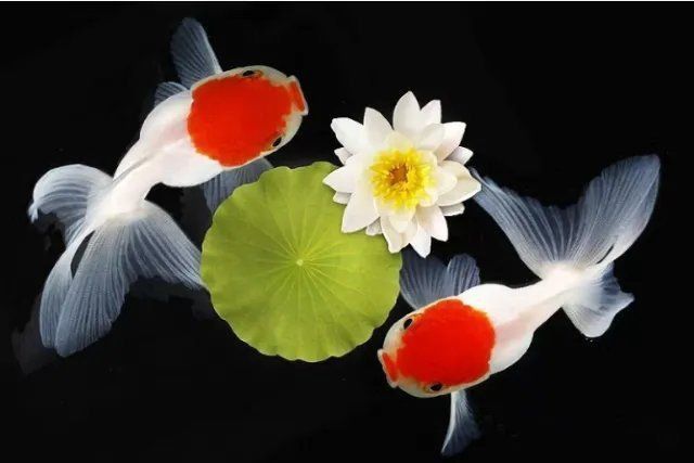 金魚(yú)的品種及圖片名稱