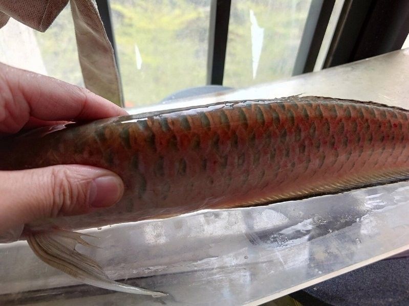 黑帶龍魚好養嗎