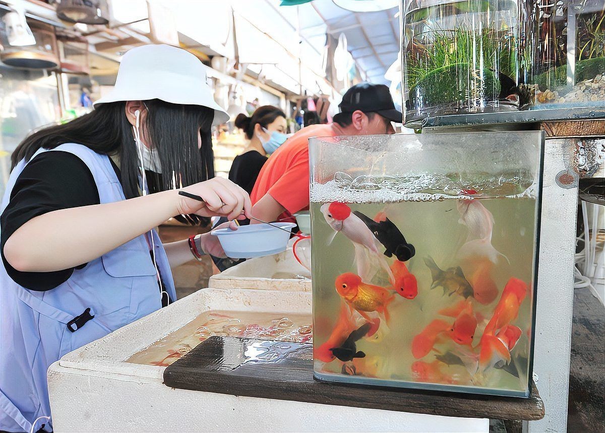 龍魚外傷恢復期間需要打氧嗎？