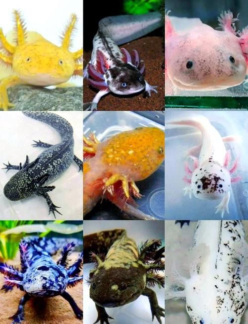 恐龍魚品種大全圖片欣賞圖