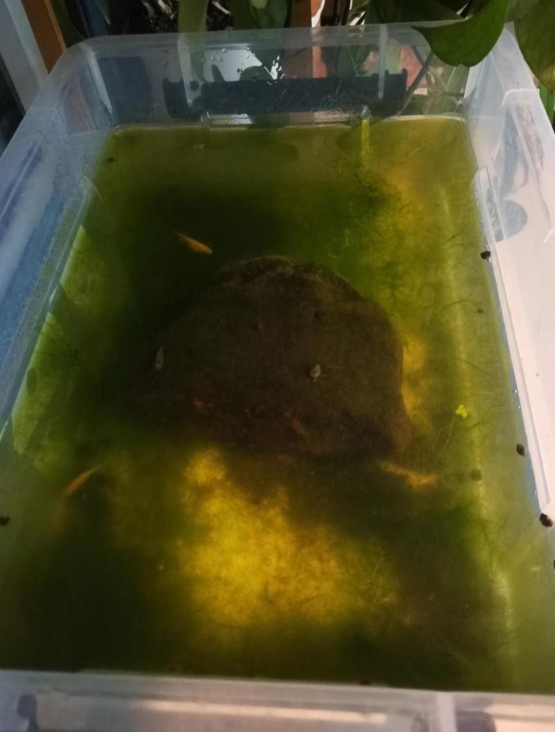 龍魚腹水抽水后如何判斷是否恢復(fù)？