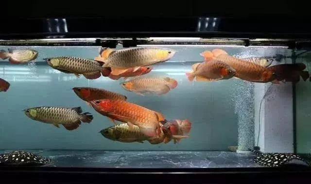 金龍魚幼崽混養注意事項